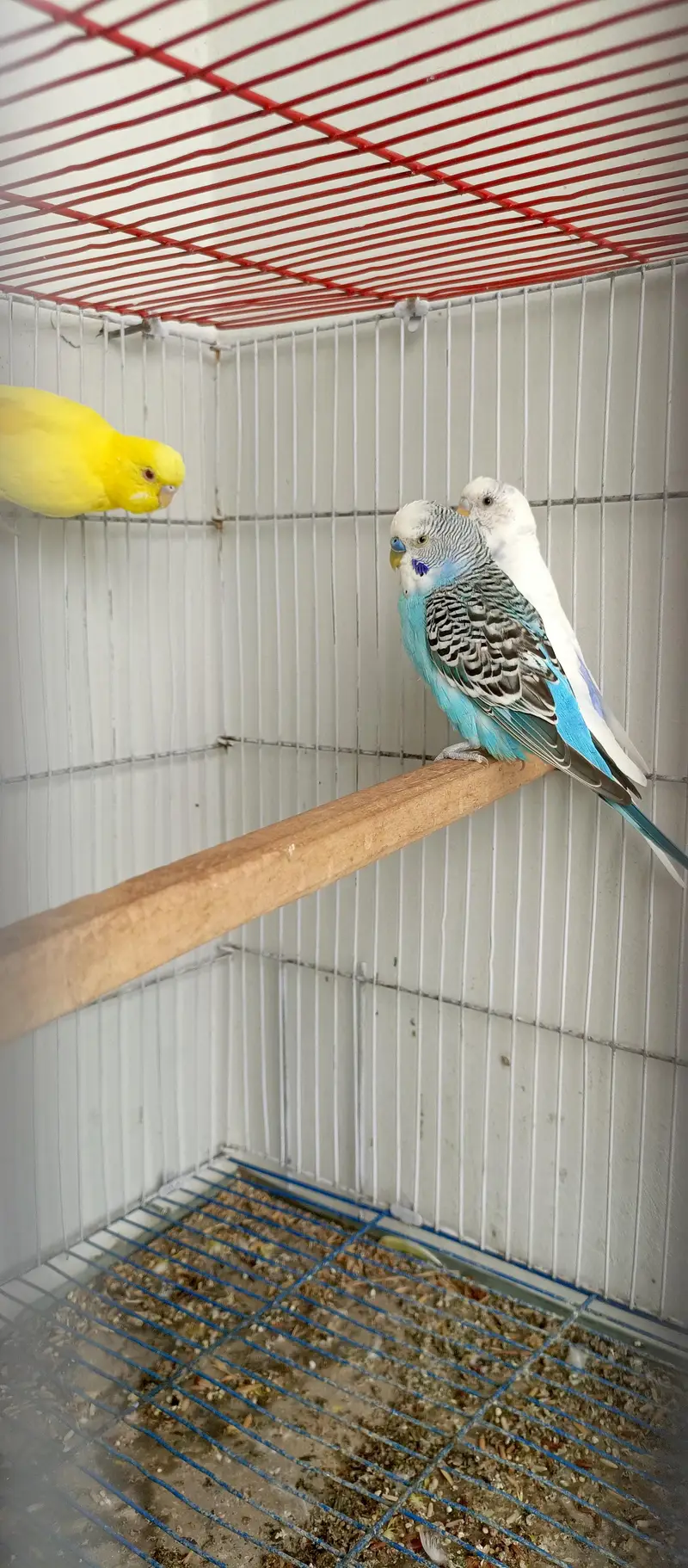 budgie pair — photo 6