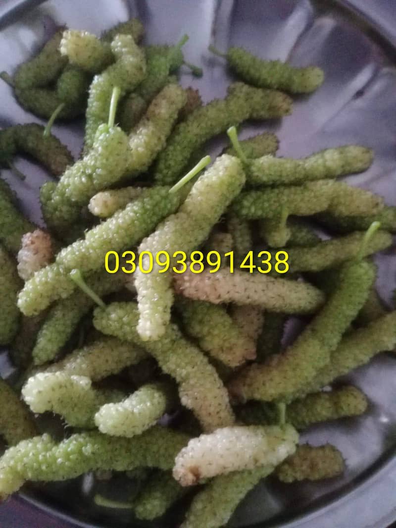 چینی مکھی 6
