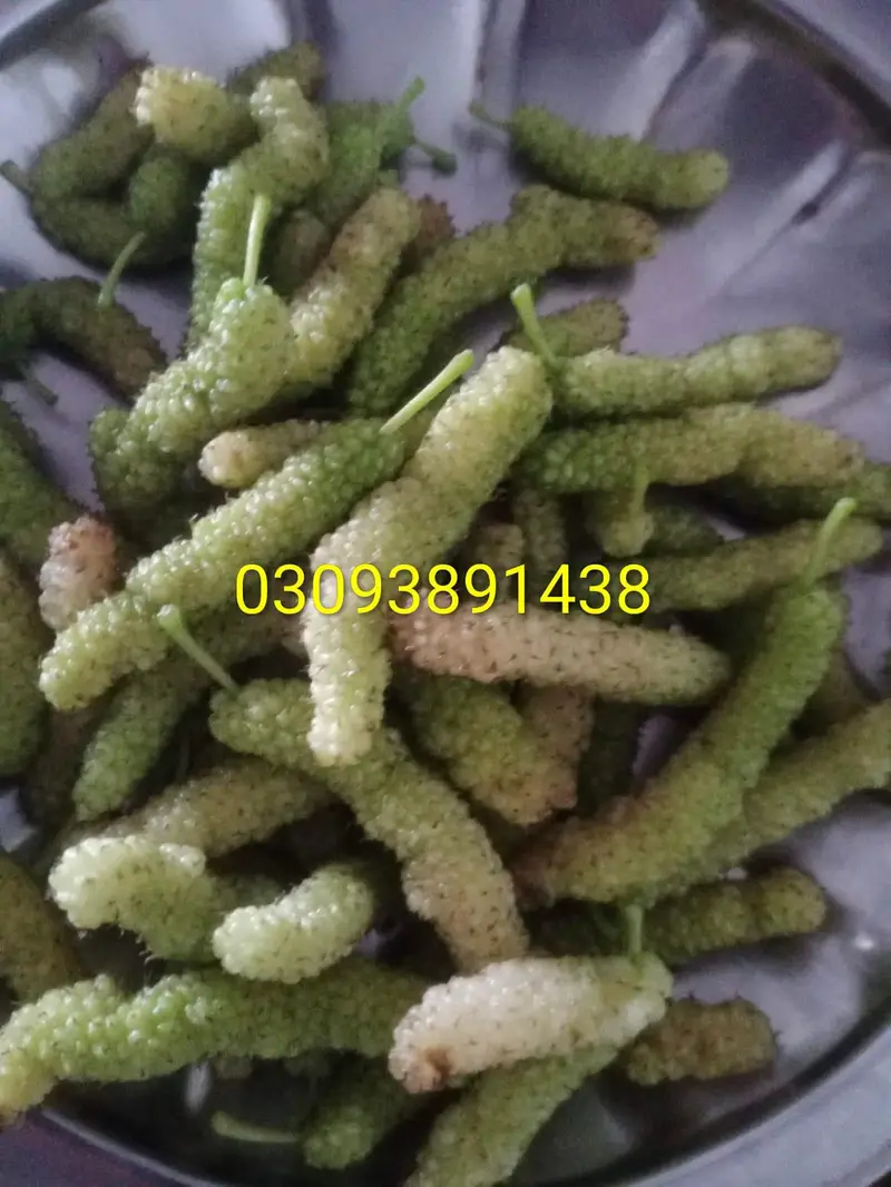 چینی مکھی — photo 7