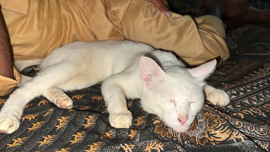 Persian cat Male
