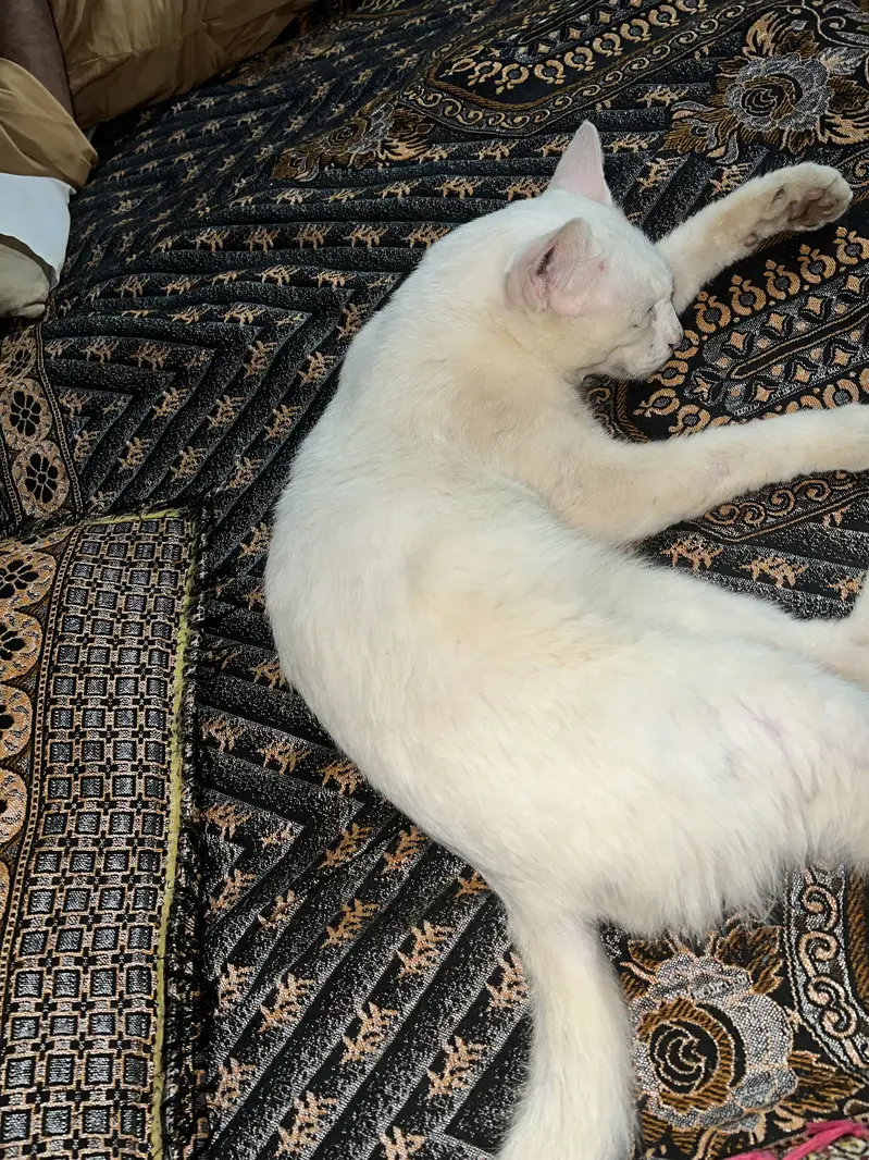 Persian cat Male — photo 2