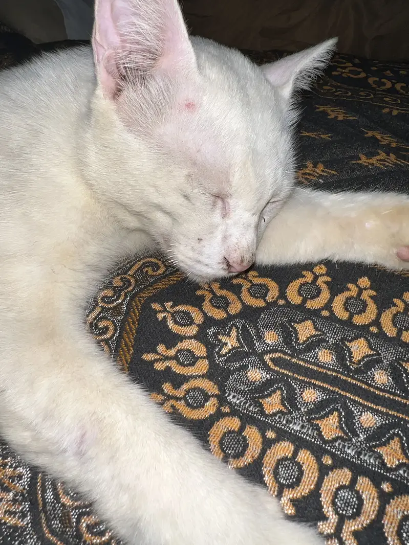 Persian cat Male — photo 3