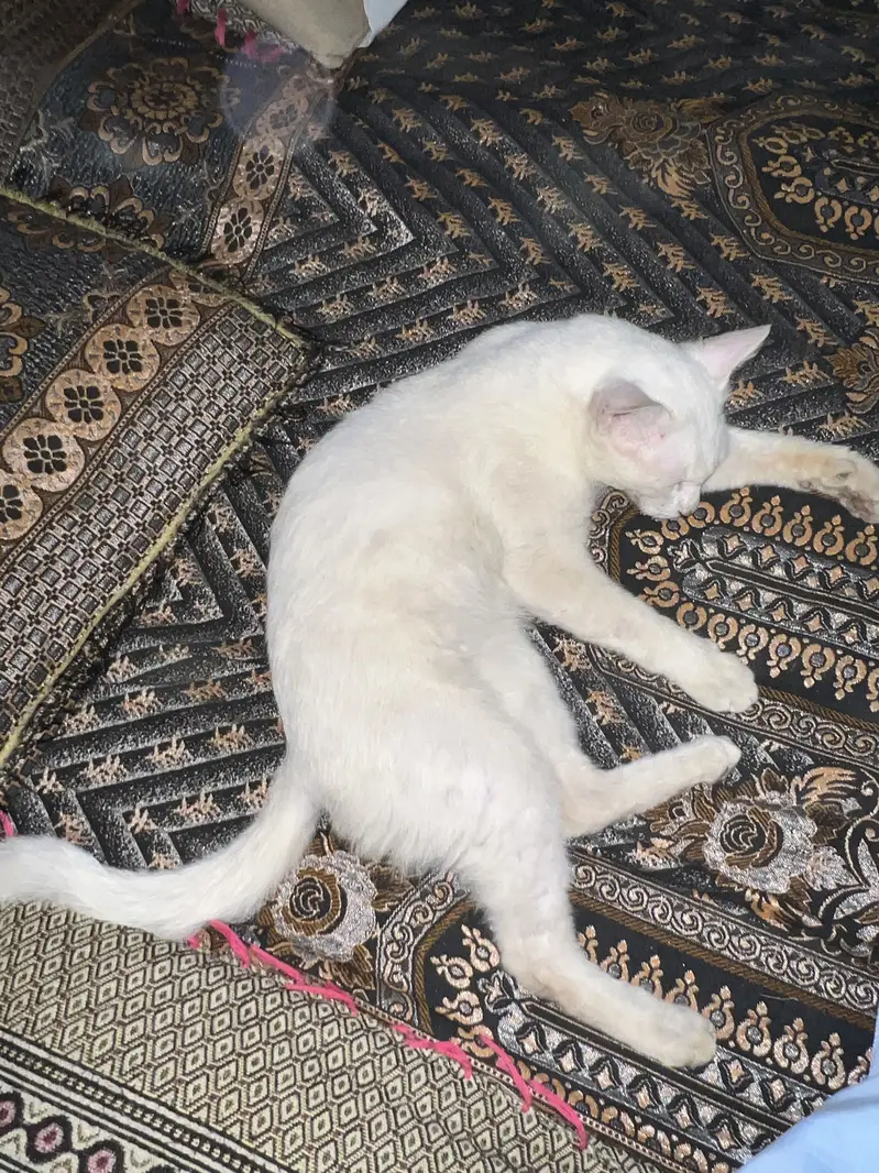 Persian cat Male — photo 4