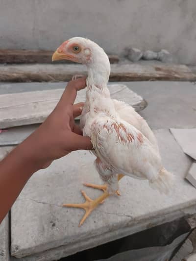 Aseel High Qulaity heera , miawali pathy pathiyan,Top Quality madi