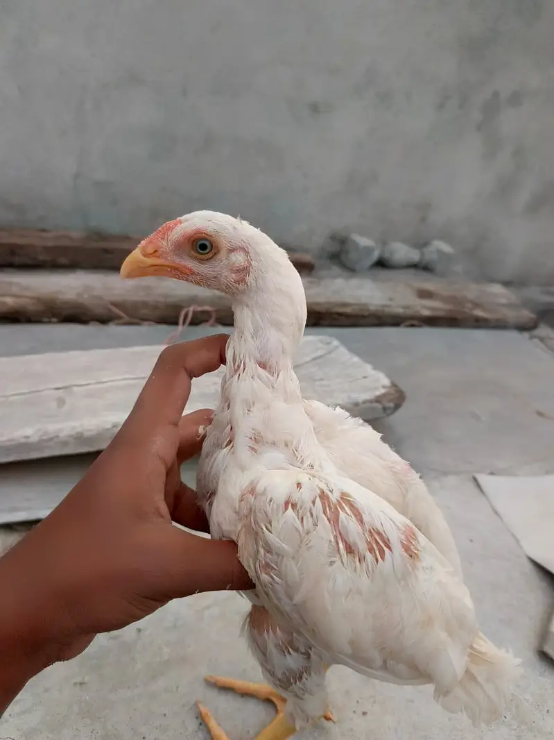 Aseel High Qulaity heera , miawali pathy pathiyan,Top Quality madi — photo 3