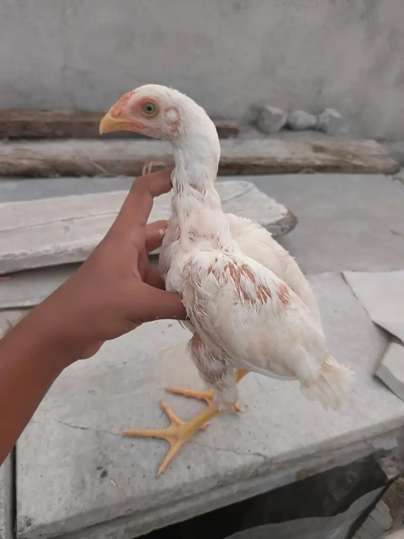 Aseel High Qulaity heera , miawali pathy pathiyan,Top Quality madi — photo 4