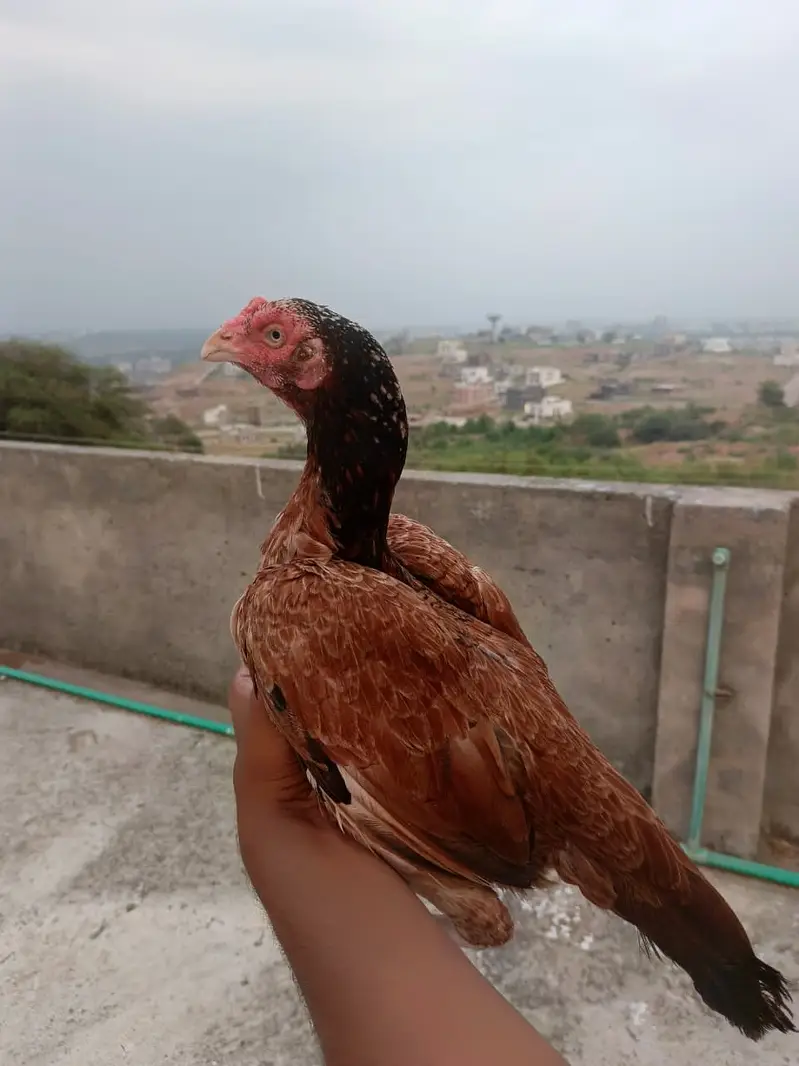 Aseel High Qulaity heera , miawali pathy pathiyan,Top Quality madi — photo 6