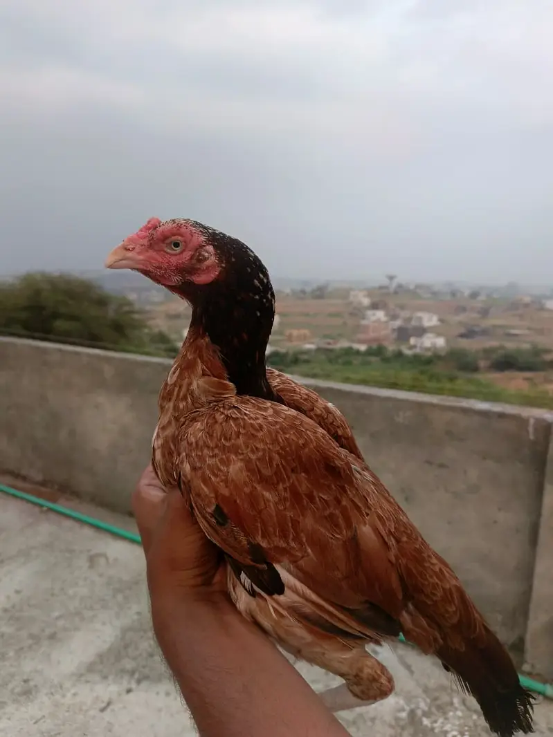Aseel High Qulaity heera , miawali pathy pathiyan,Top Quality madi — photo 7