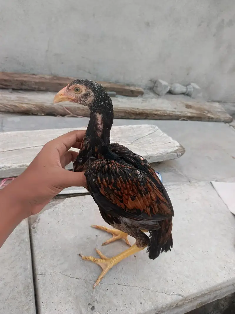 Aseel High Qulaity heera , miawali pathy pathiyan,Top Quality madi — photo 12