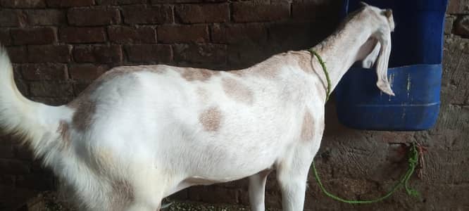 dogli bakri