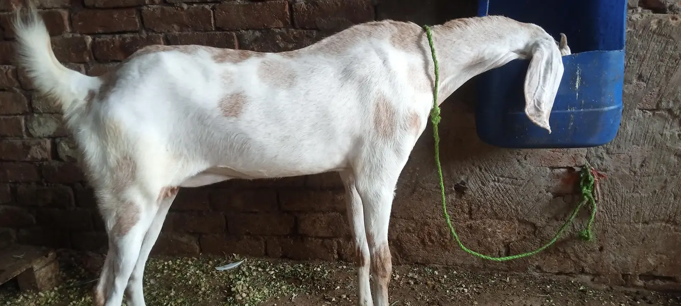 dogli bakri — photo 2