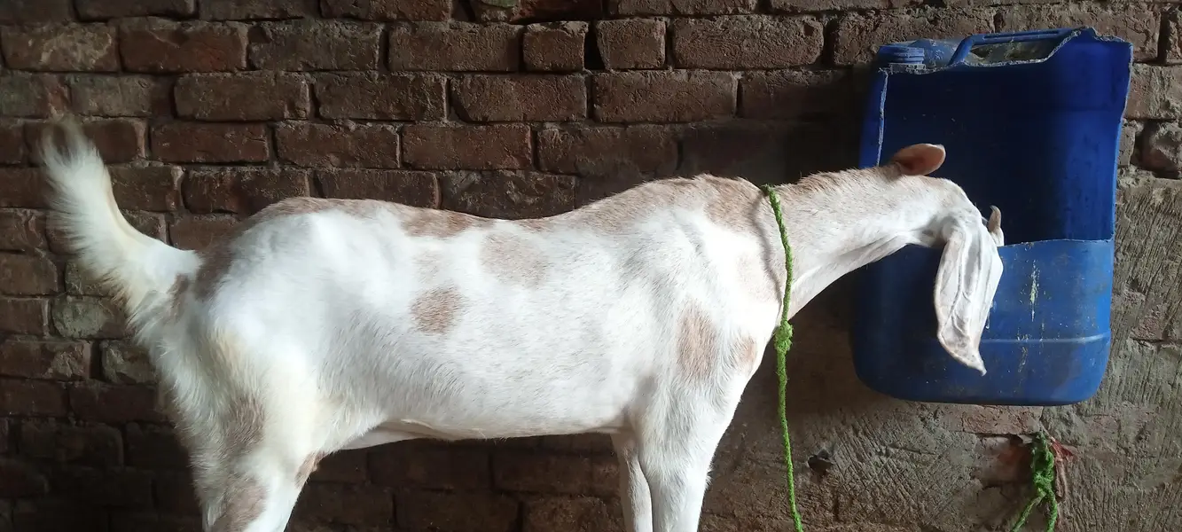 dogli bakri — photo 3