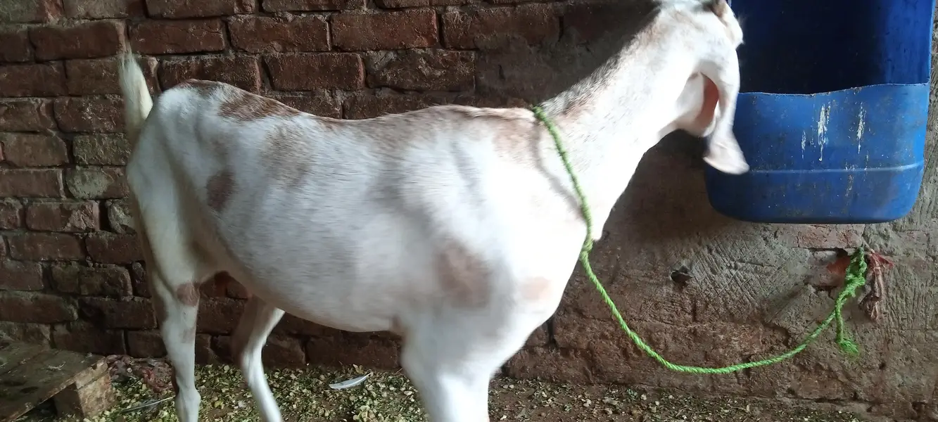 dogli bakri — photo 4