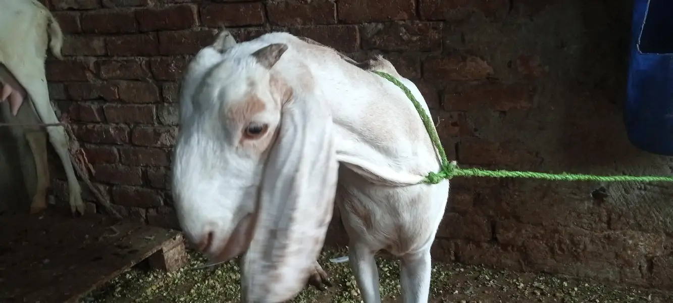 dogli bakri — photo 5