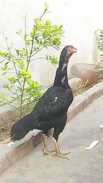 Bl mobile to shamo female exchange fmale for sale ready for laying egg