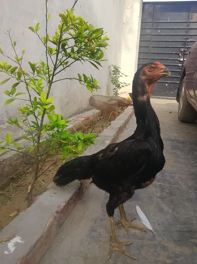 Bl mobile to shamo female exchange fmale for sale ready for laying egg — photo 2
