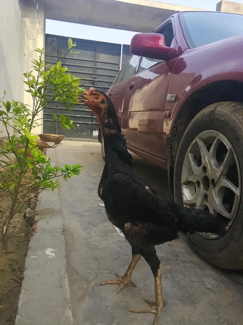 Bl mobile to shamo female exchange fmale for sale ready for laying egg — photo 5