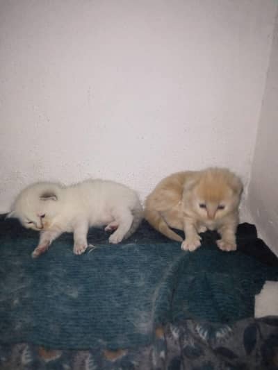 Persian male and British female