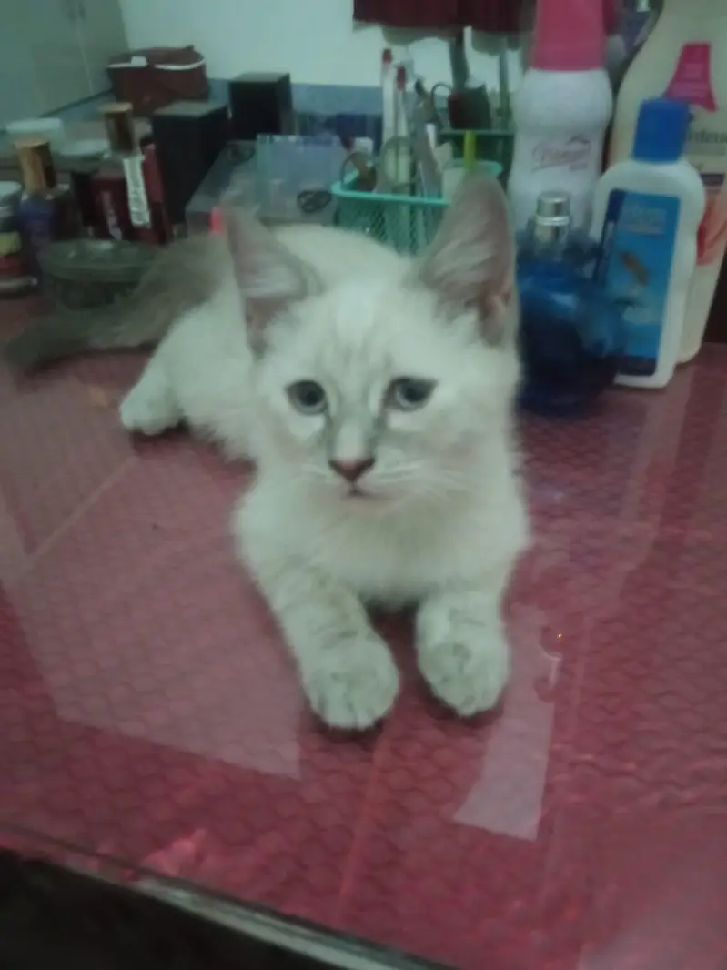 Persian male and British female — photo 2