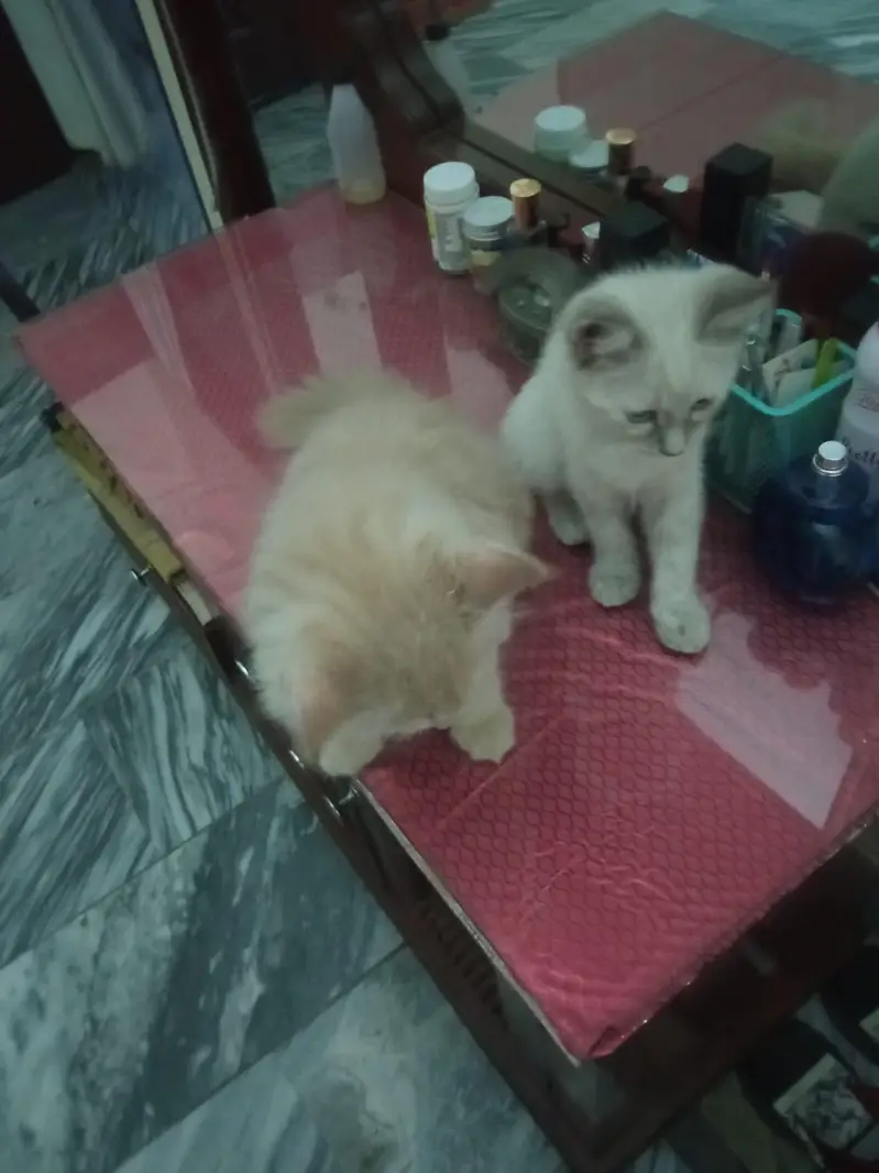 Persian male and British female — photo 4