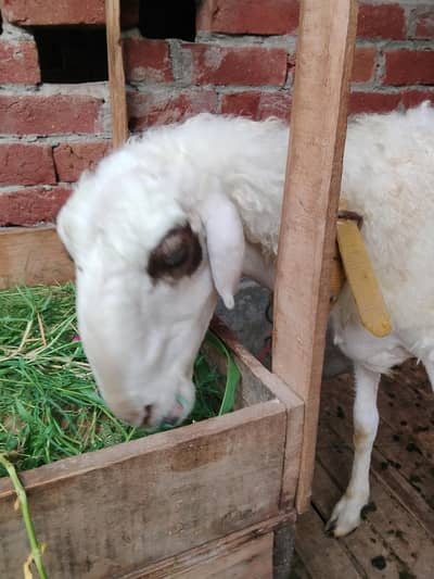 Mundri sheep urgent sale 03295534870