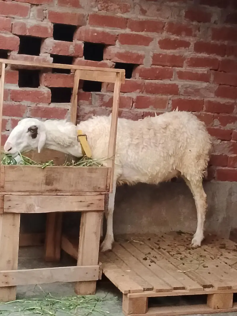Mundri sheep urgent sale 03295534870 — photo 3