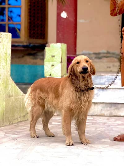 Russian golden retriever