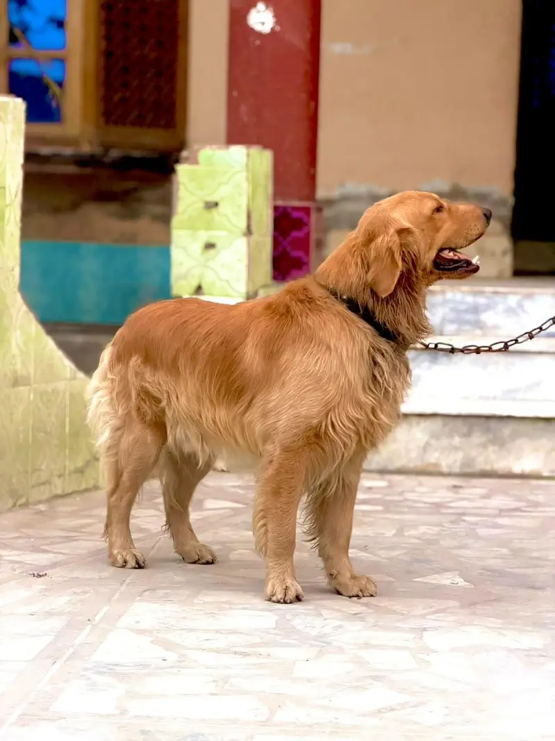 Russian golden retriever — photo 2