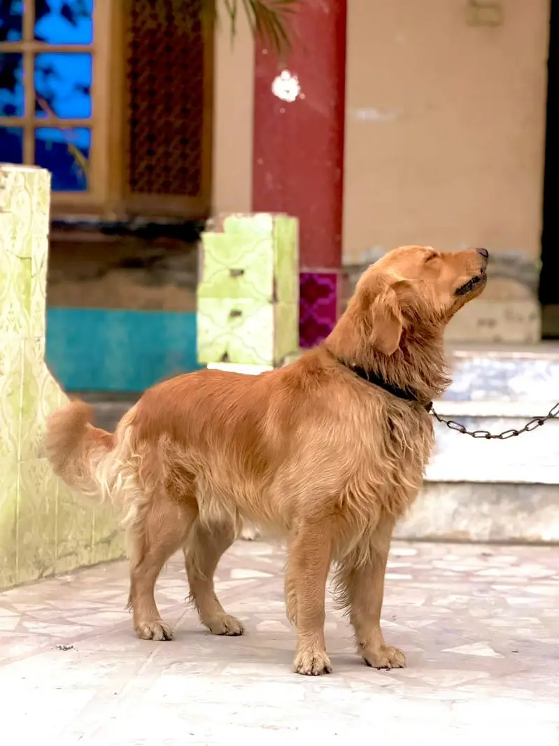 Russian golden retriever — photo 3