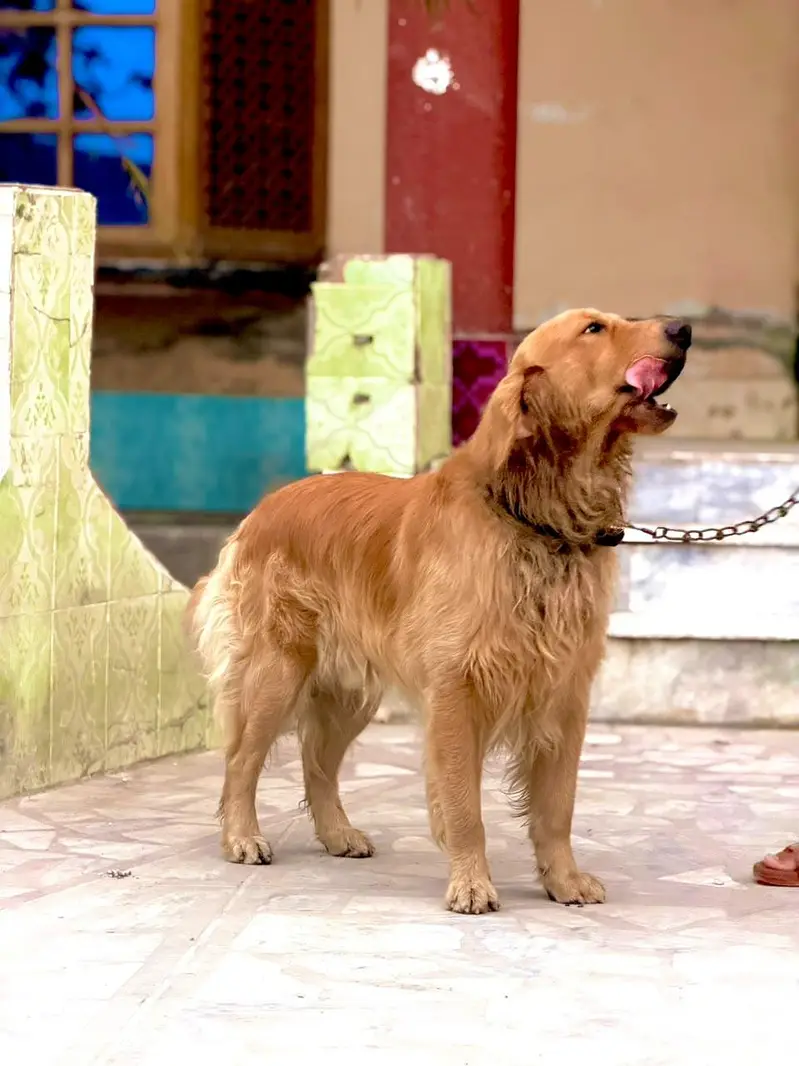 Russian golden retriever — photo 4