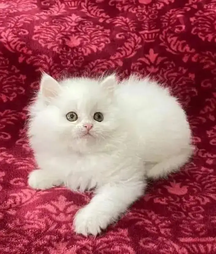 Persian cat  triple coat Punch face face WhatsApp number 03038917311 — photo 2