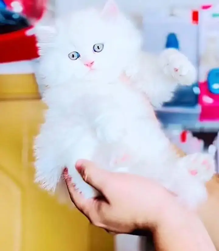 Persian cat  triple coat Punch face face WhatsApp number 03038917311 — photo 6