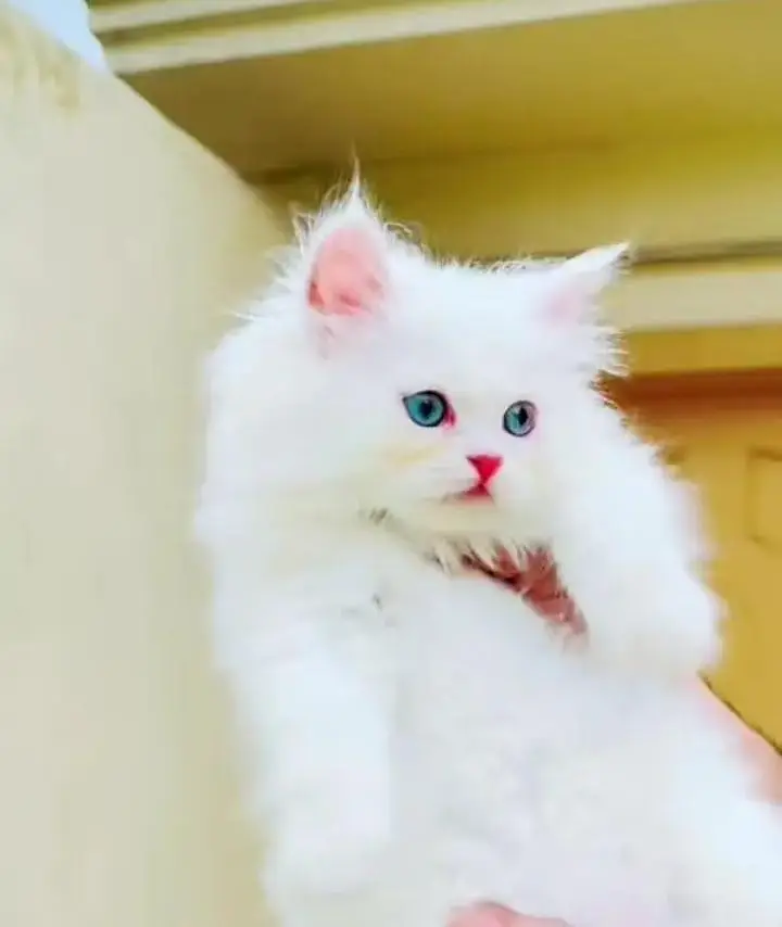 Persian cat  triple coat Punch face face WhatsApp number 03038917311 — photo 11