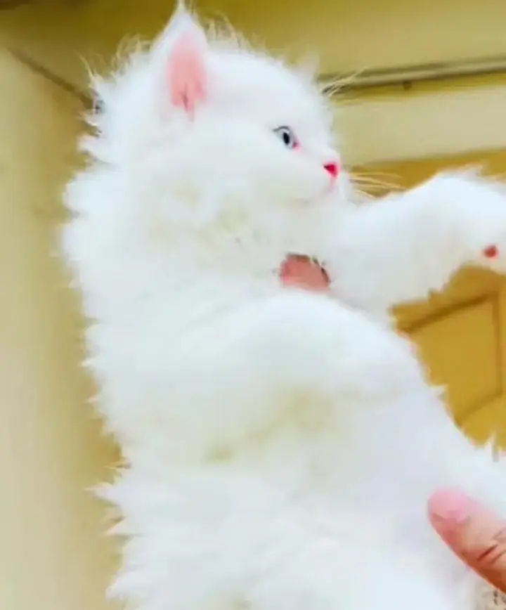 Persian cat  triple coat Punch face face WhatsApp number 03038917311 — photo 12