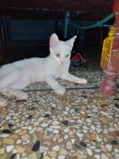 Persian catty