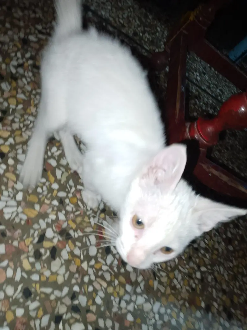 Persian catty — photo 2