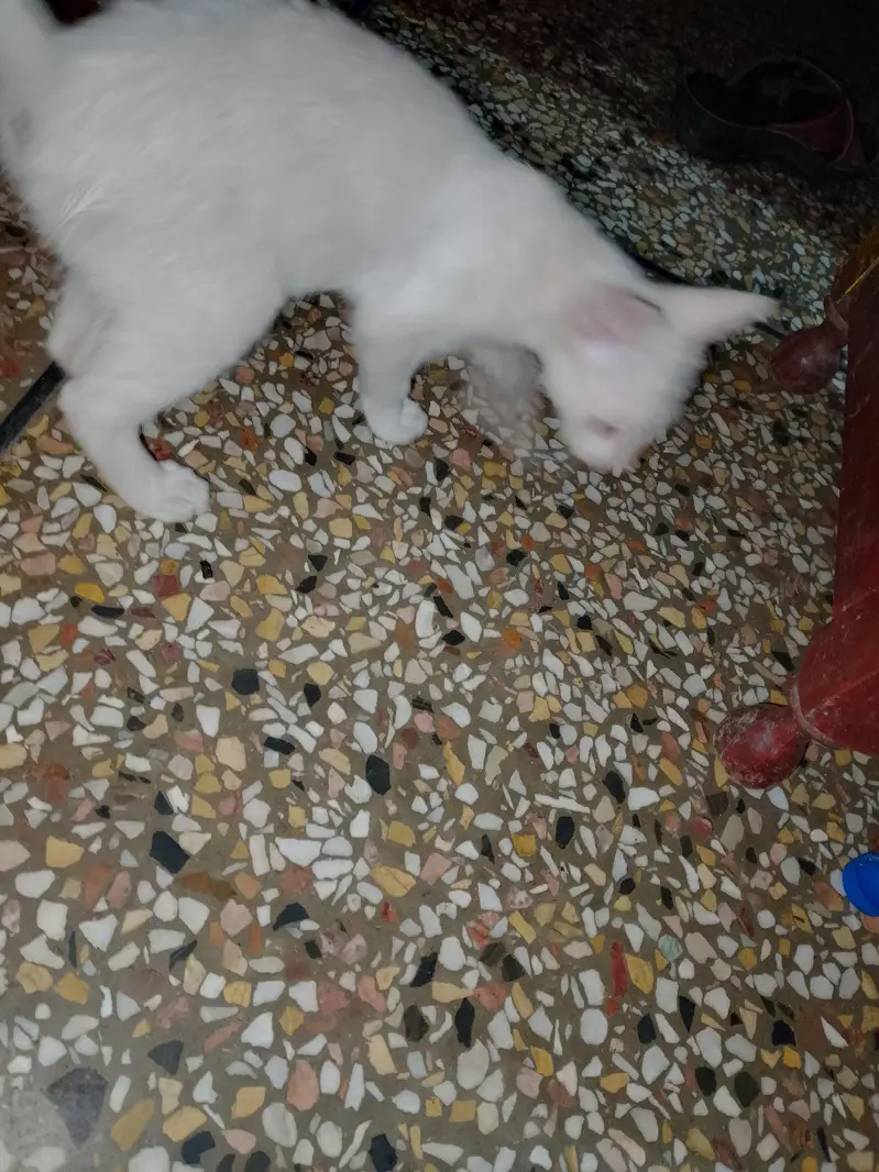 Persian catty — photo 3