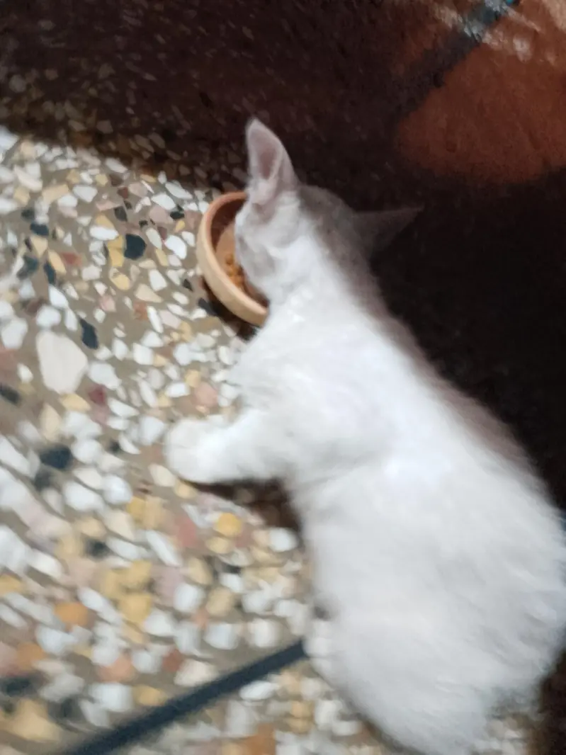 Persian catty — photo 4