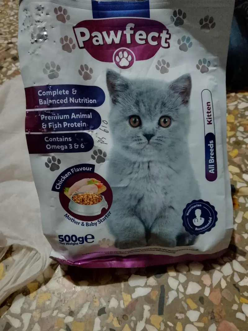 Persian catty — photo 5