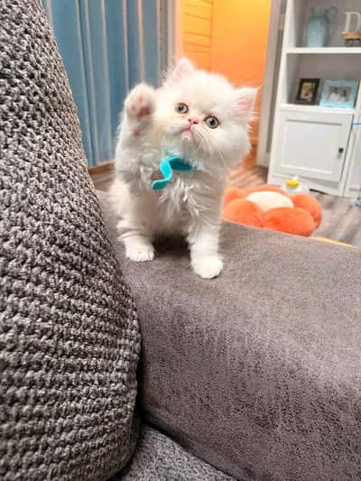 Cats | Persian | kittens |  Blue Eyes| 3 kot | O34O48 26 941| WA