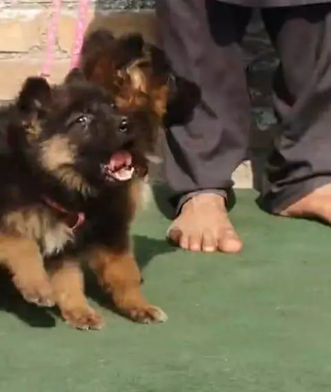 German Shepherd puppies long cot for sale my WhatsApp. 03317047936 — photo 2