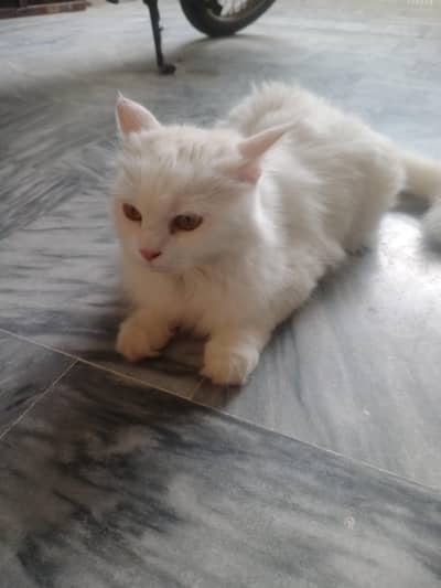 Beautiful Gentle Cat Looking for a Nice Home