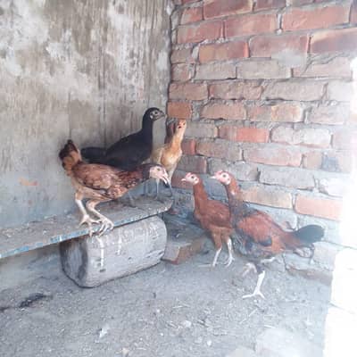 asli sell