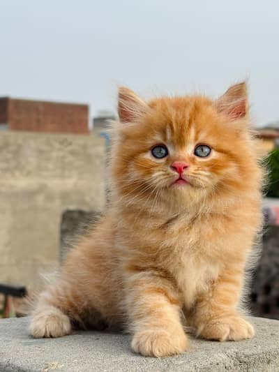 cat kittans
