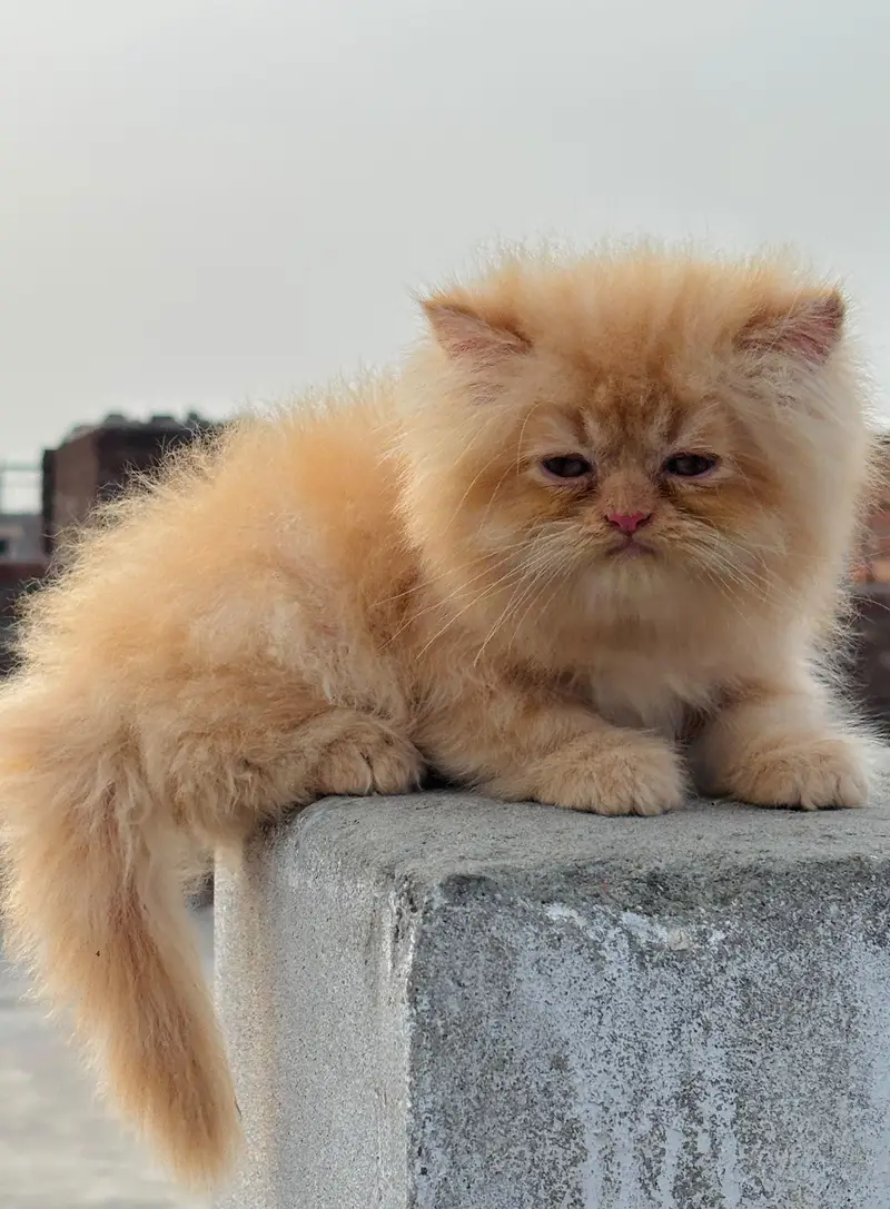 cat kittans — photo 3