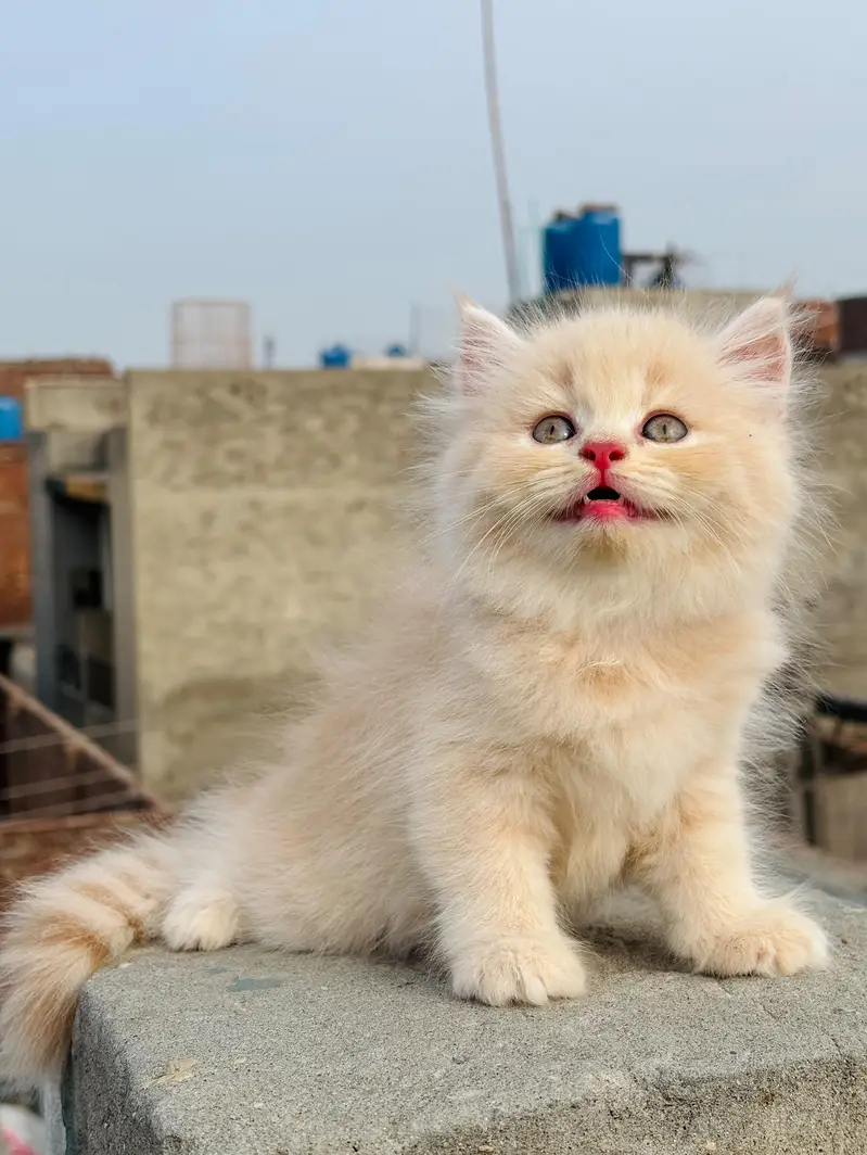 cat kittans — photo 4