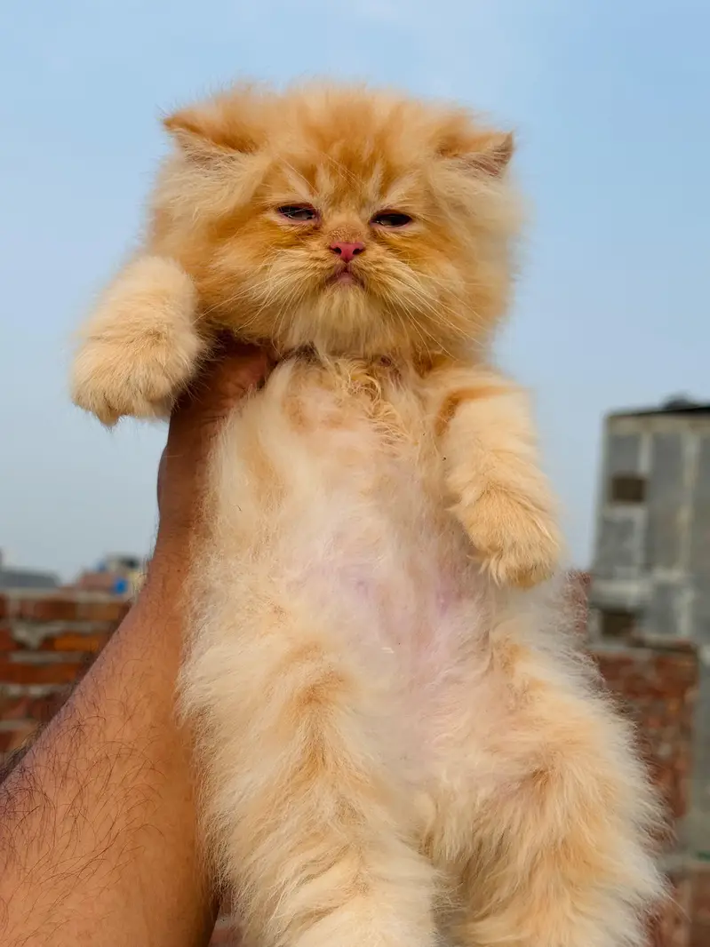 cat kittans — photo 5