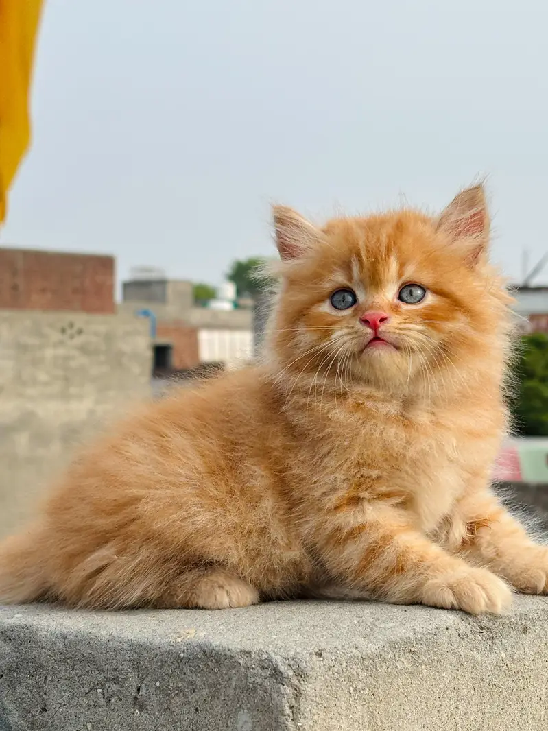 cat kittans — photo 6