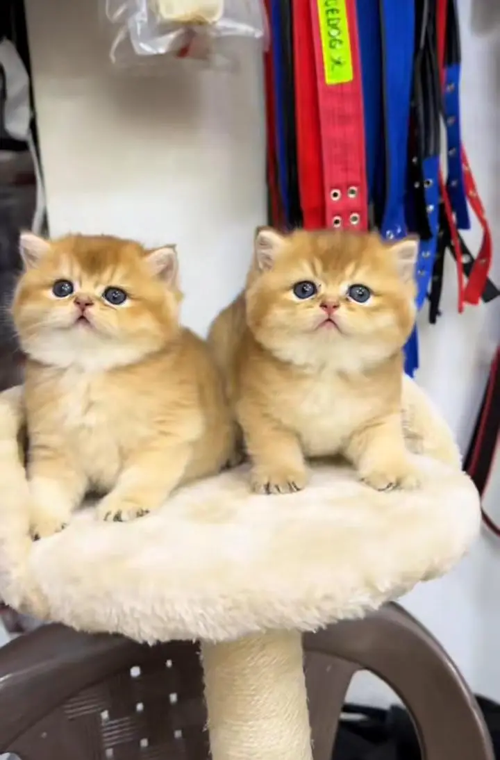 Cats | Persian | kittens |  Blue Eyes| 3 kot | O34O48 26 941| WA:⁠^⁠) — photo 2