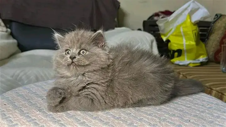 Cats | Persian | kittens |  Blue Eyes| 3 kot | O34O48 26 941| WA:⁠^⁠) — photo 2